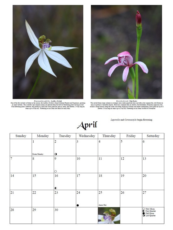 2024 Orchid Calendars Orchids of Southwest Australia
