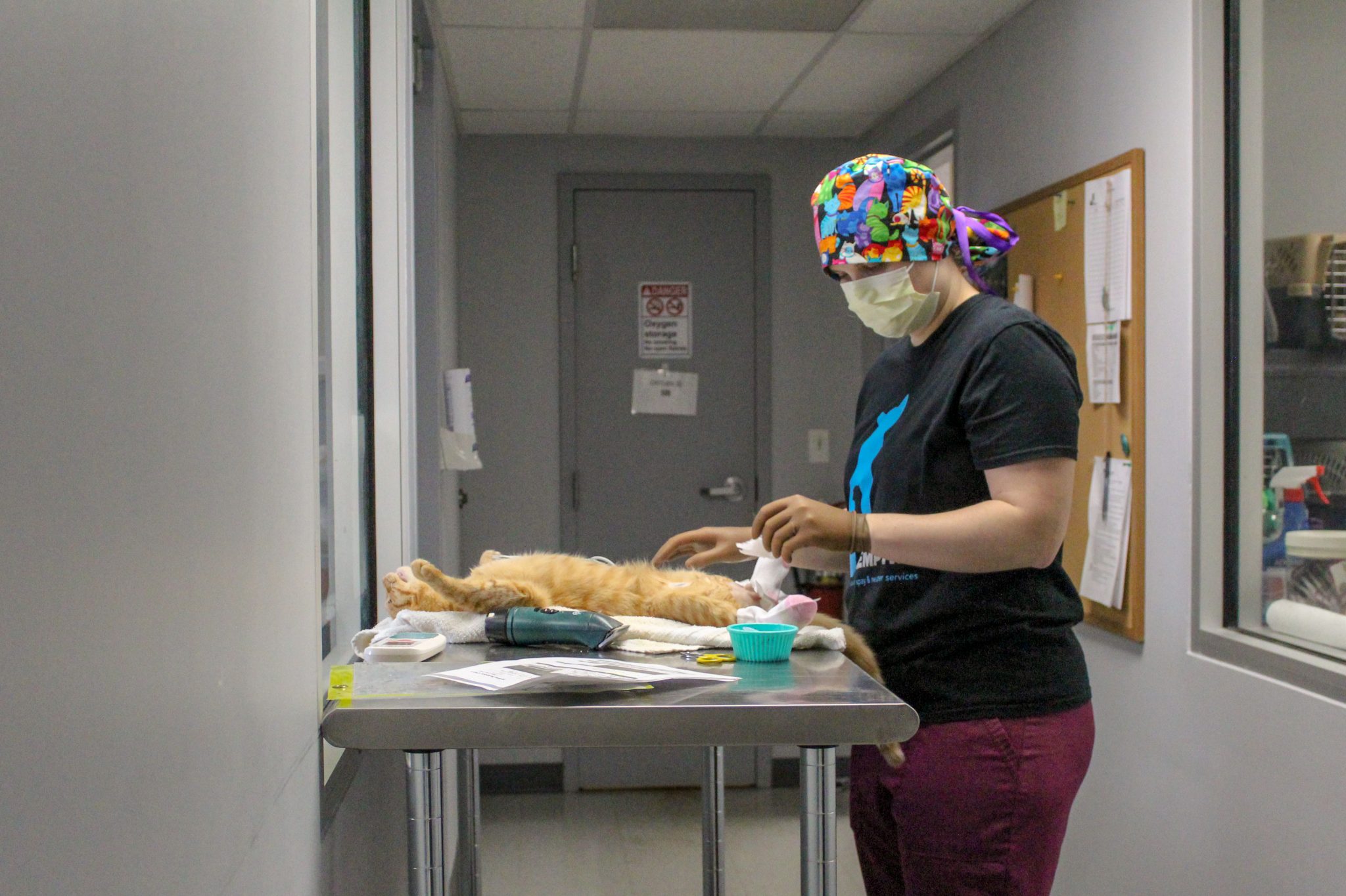 How to Help Community Cats in Memphis Choose901