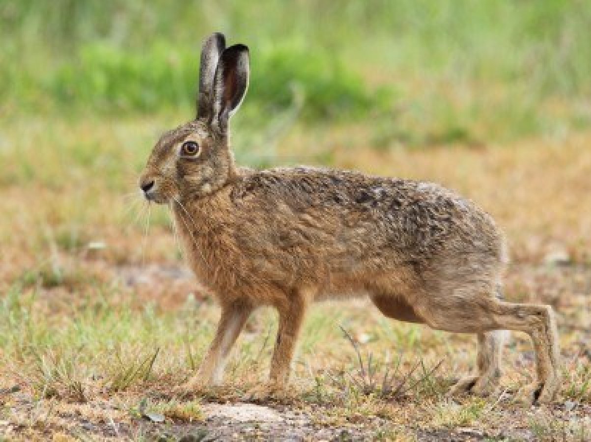 Hairbrained News Writing hair or hare? Choose the Right Words