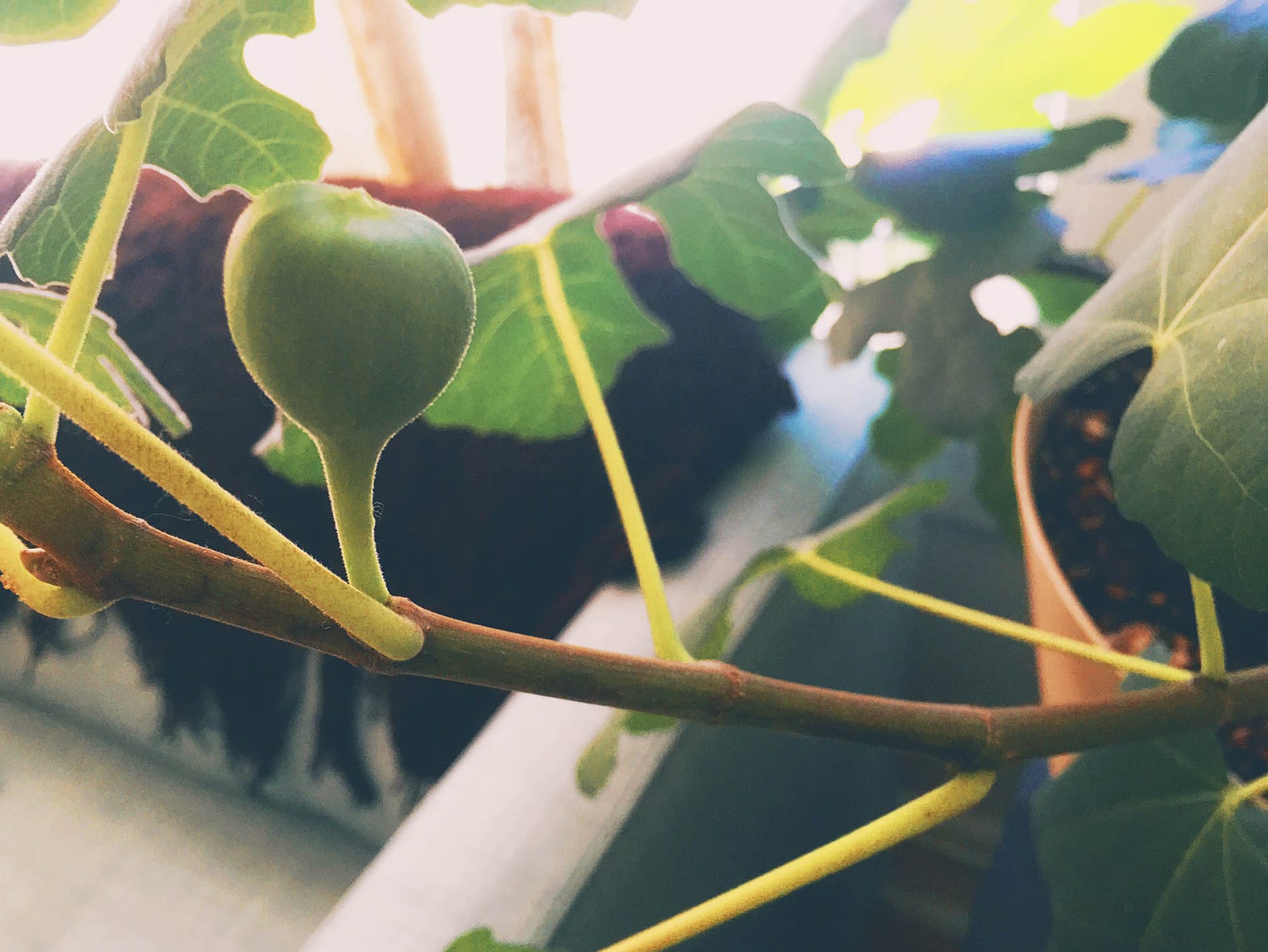 First fig. • Choosing Figs