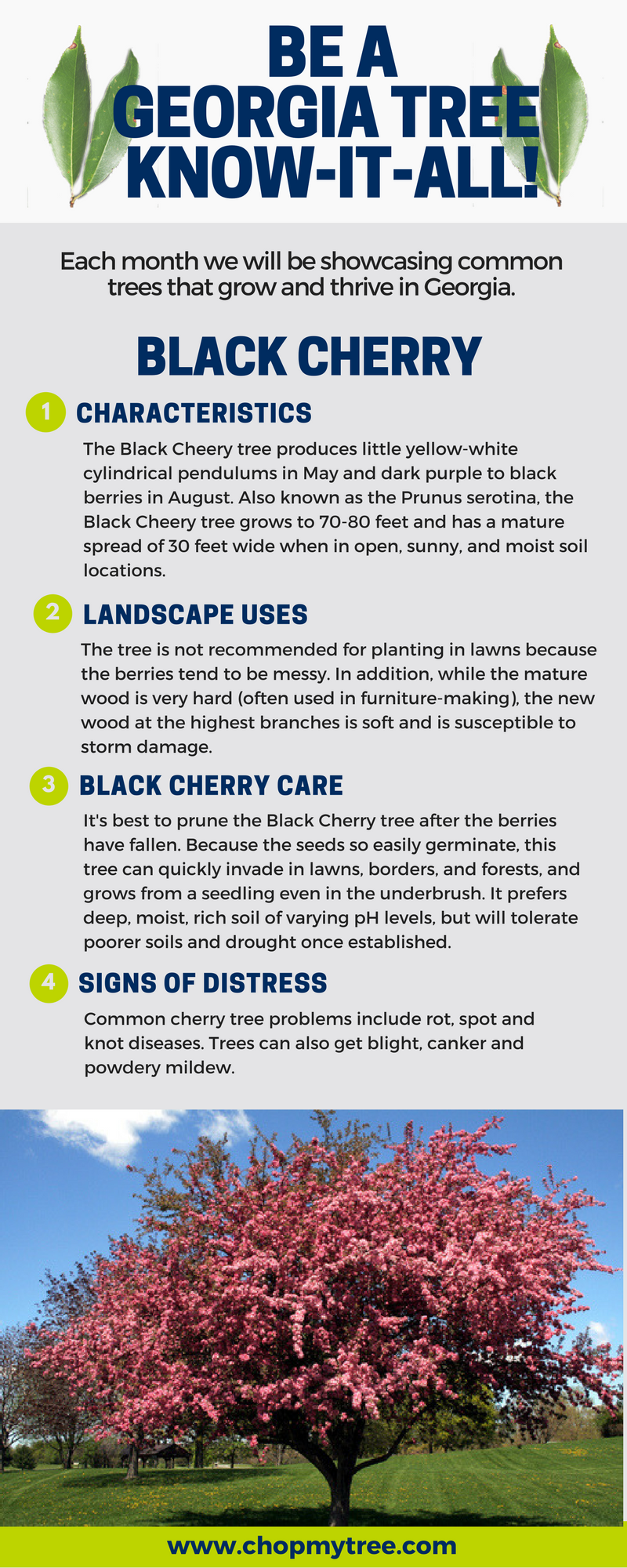 BE A TREE KNOWITALL Black Cherry Premier Tree Solutions