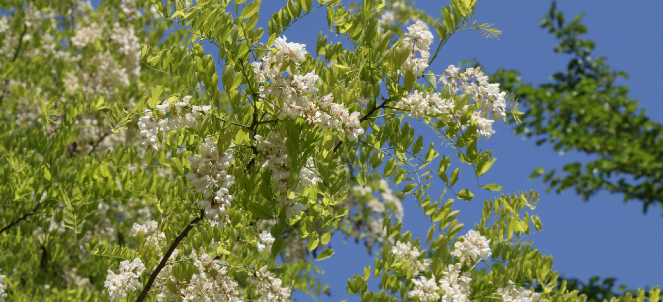 BE A TREE KNOWITALL BLACK LOCUST TREE Premier Tree Solutions