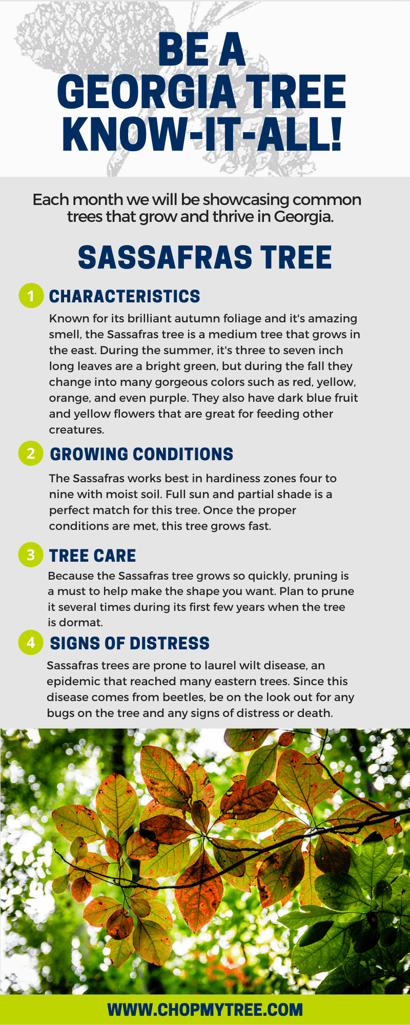 Sassafras Tree Facts