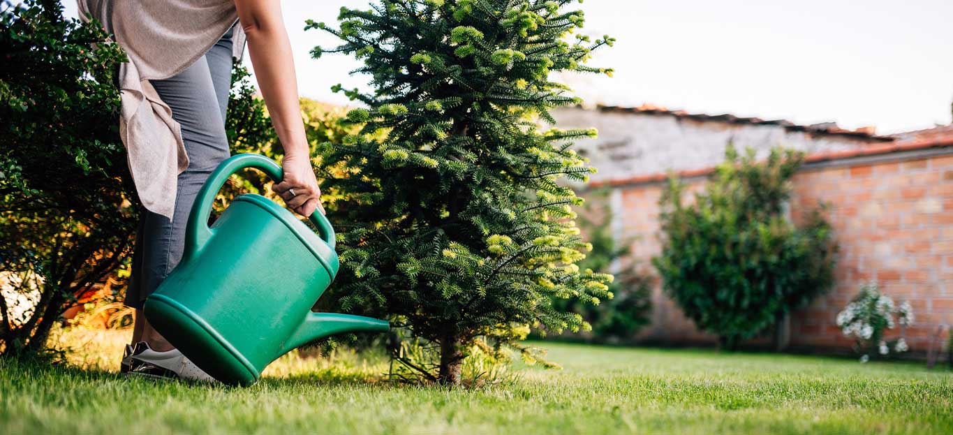 Bring Me a Shrubbery Best Shrubs for Soil