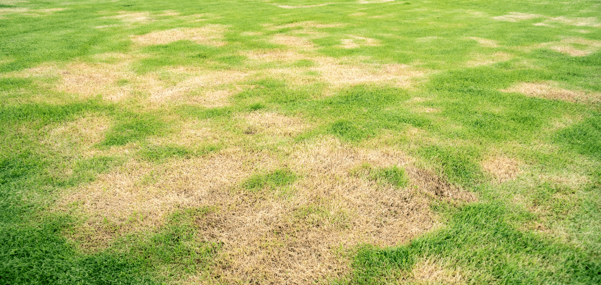 Is My Yard Dying?! Drought Stress And Your Lawn Chorbie Home Services