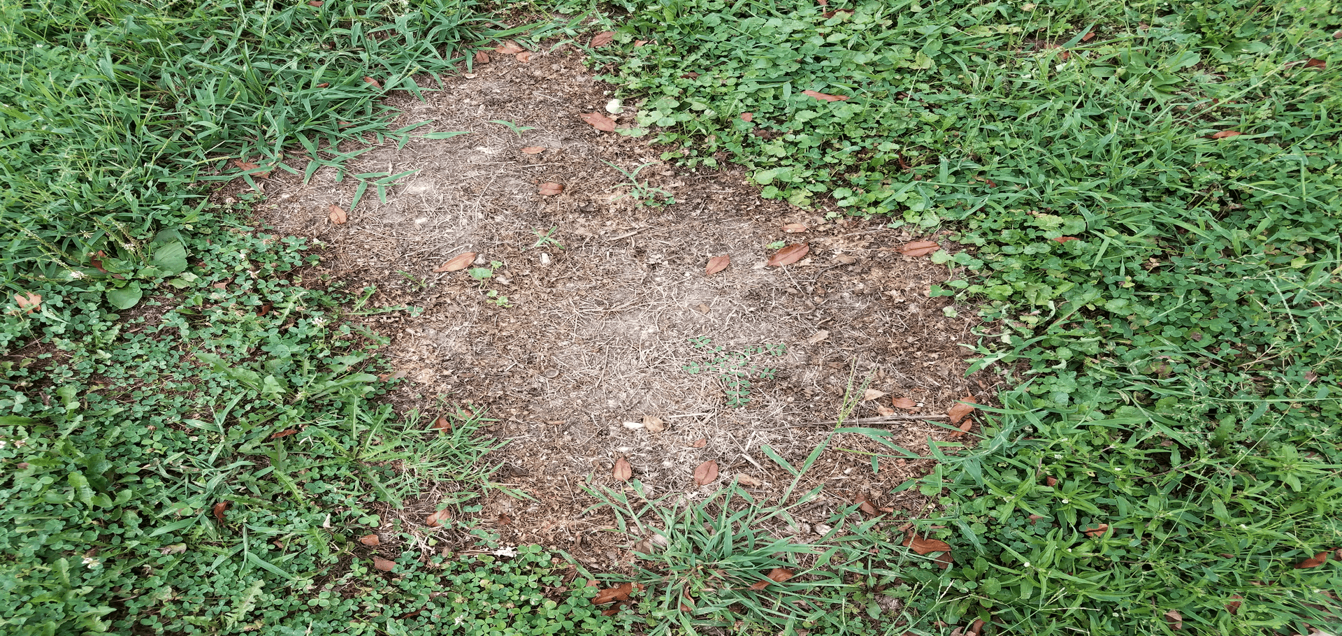 Brown Patch Disease Chorbie Home Services