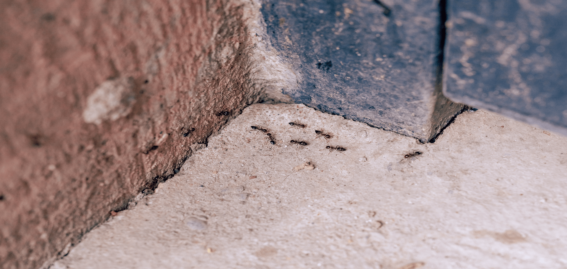Do Ants Come Out In The Winter? Chorbie Home Services