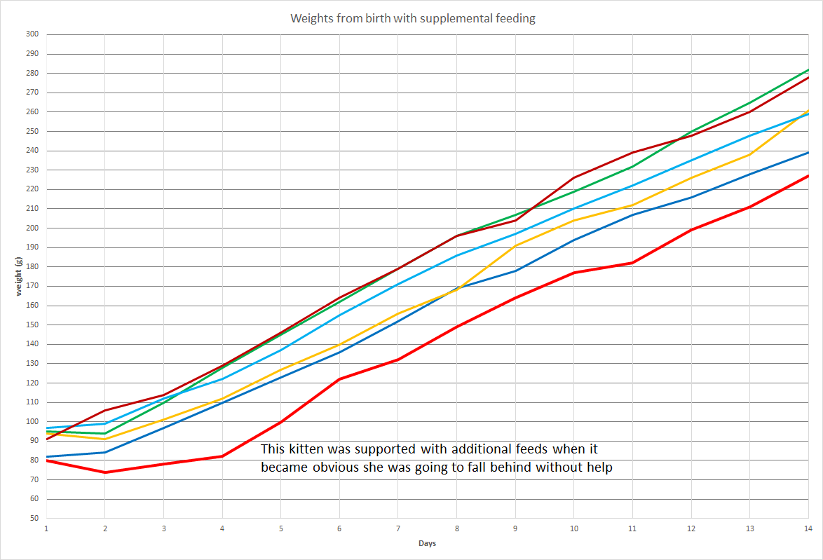ideal weight for kittens