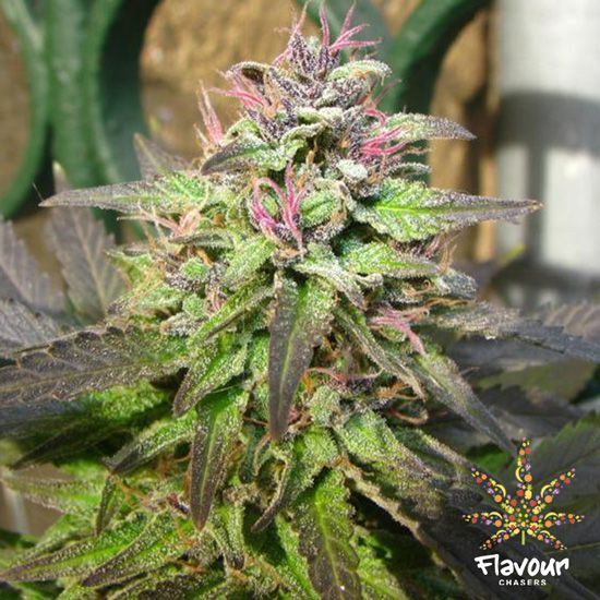 Pink Runtz Chosen Seeds Worldwide Delivery Of Cannabis Seeds