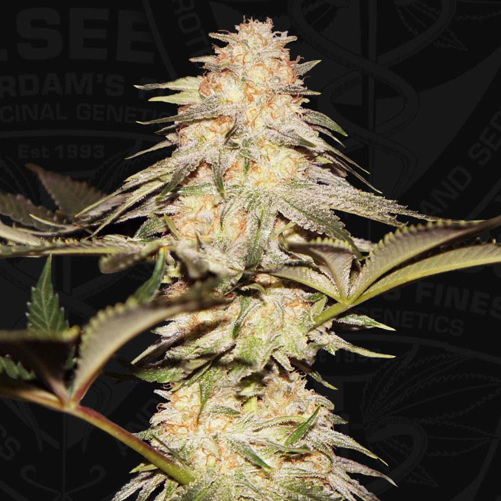 Bubble Banana Gum Chosen Seeds Worldwide Delivery Of Cannabis Seeds