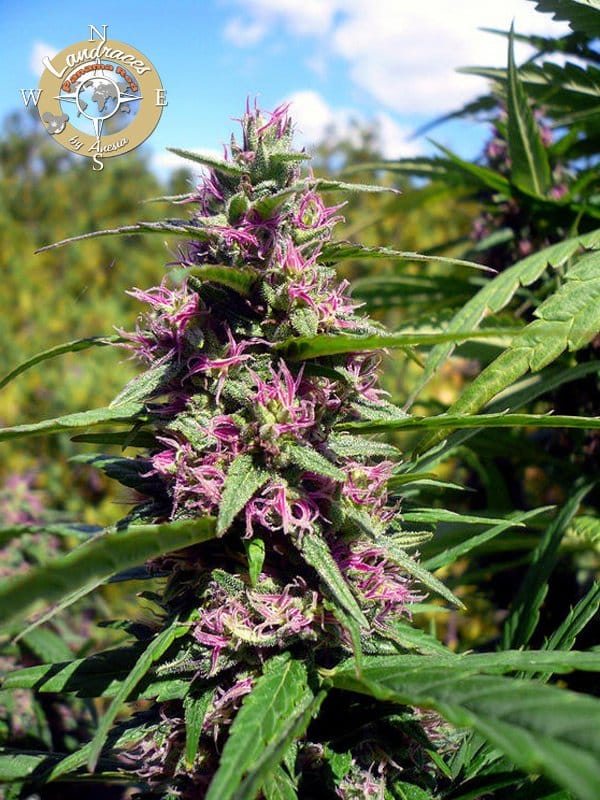 Panama Red, Landraces Chosen Seeds