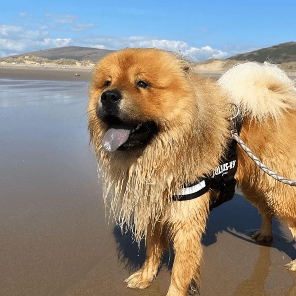 How to Choose the Best Harness for Your Chow Chow A Comprehensive