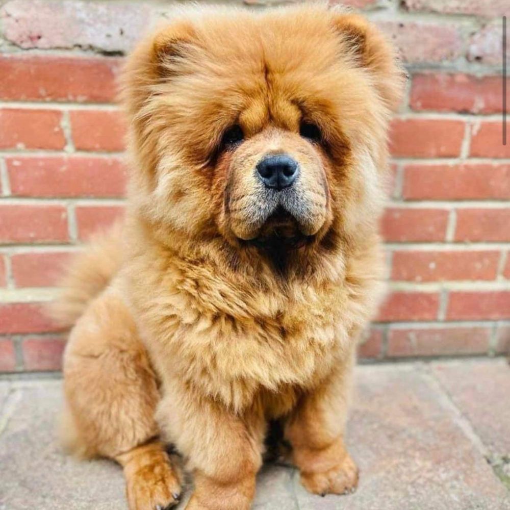 Grooming Tips for your Chow Chow's Mane Chow Chow Community