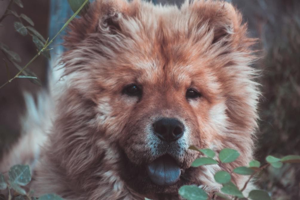 How Much Does a Chow Chow Dog Weigh On An Average? Chow Chow Galaxy