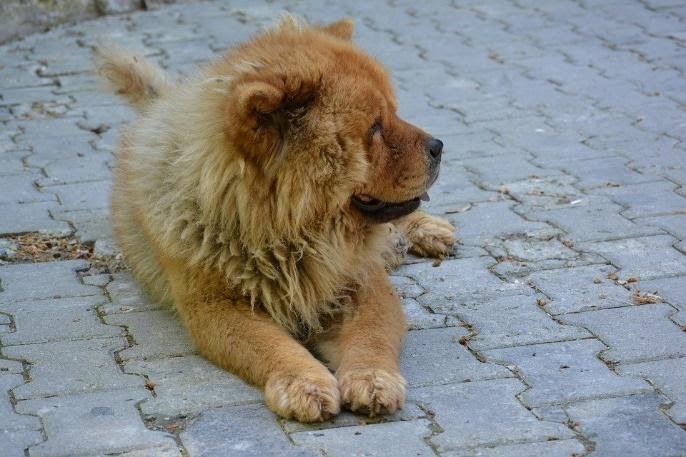 How Big Do Chow Chows Get What Is Their Ideal Weight