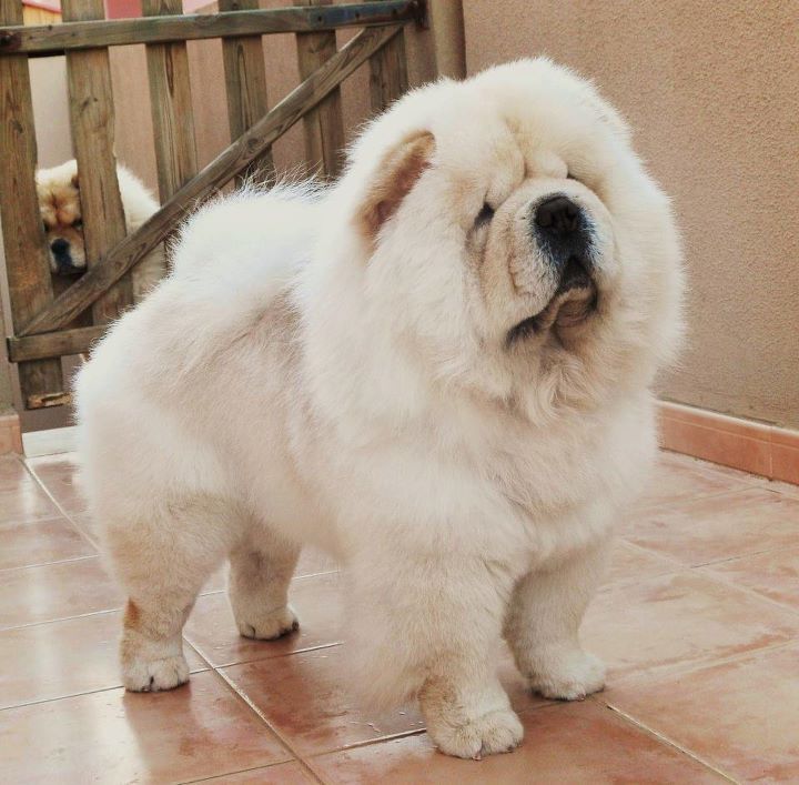 White Chow Chow Description, Appearance, Temperament