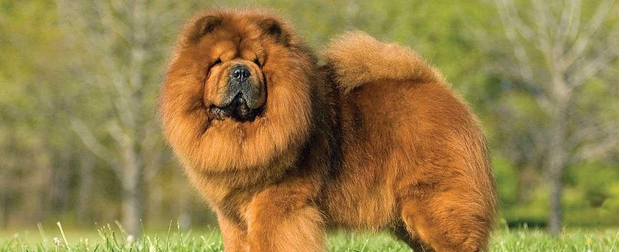 What Are The Different Colors Available For a Chow Chow?