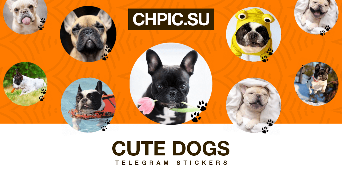 Cute Dogs Telegram stickers