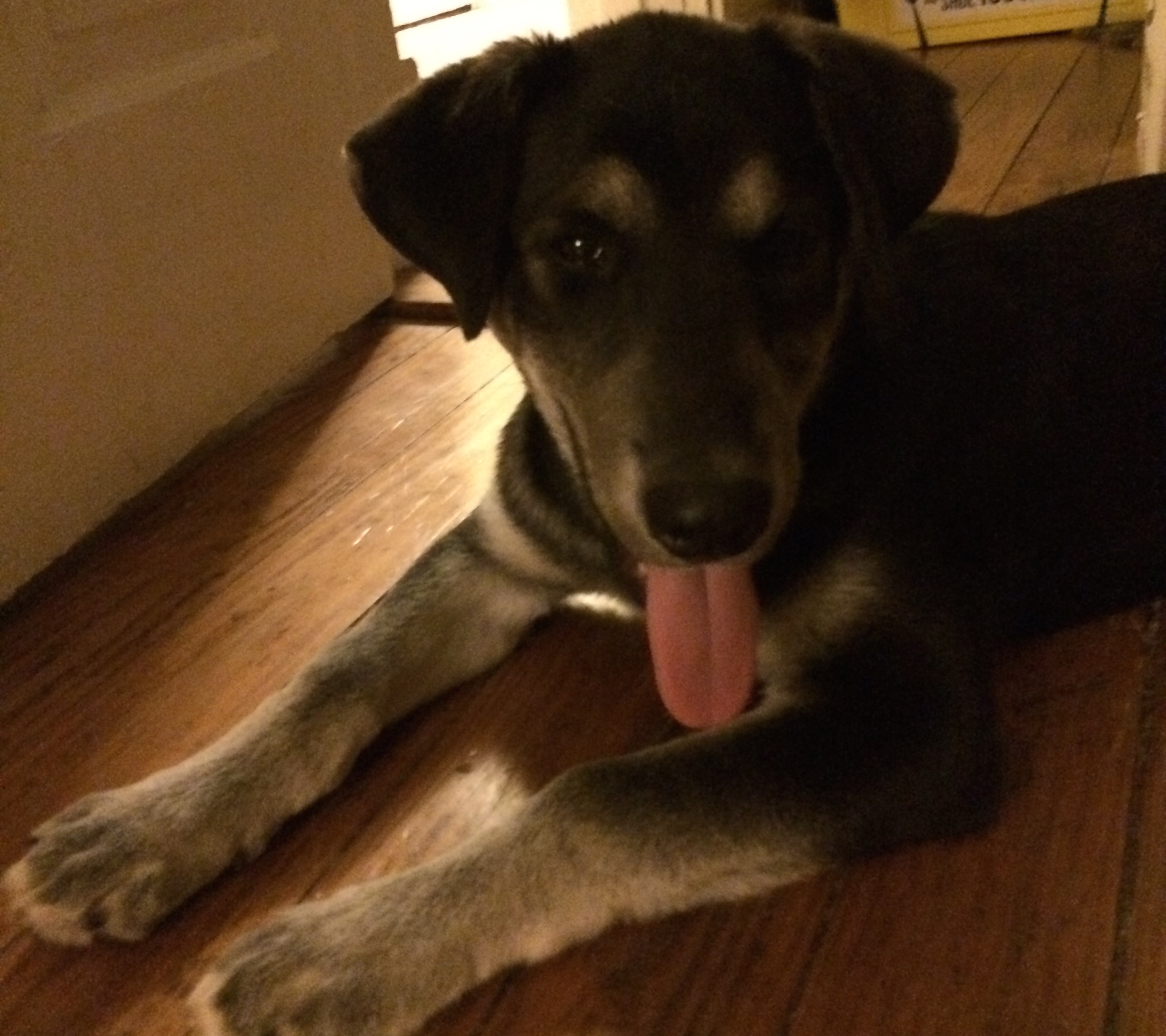 Found puppy needs a home CHPN