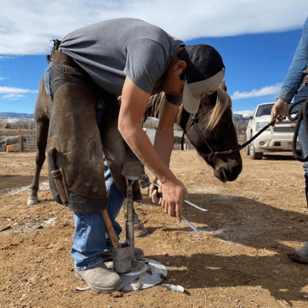 No Hoof, No Horse The Importance of Hoof Care Colorado Horse Rescue