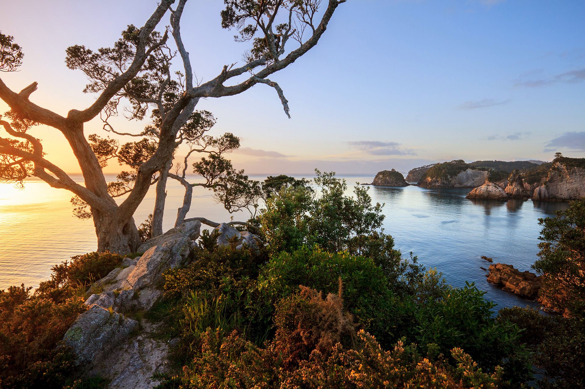 Te Pare Reserve, Coromandel NZ Landscape Prints for Sale