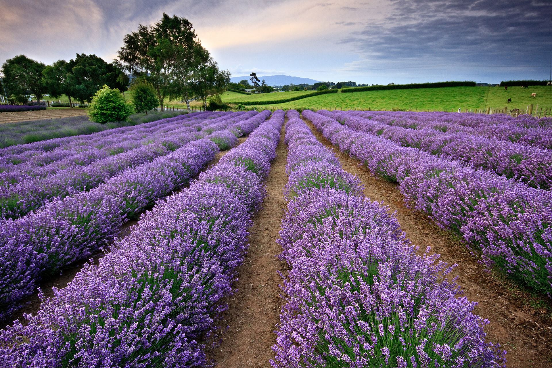 Alphra Lavender NZ Landscape Prints