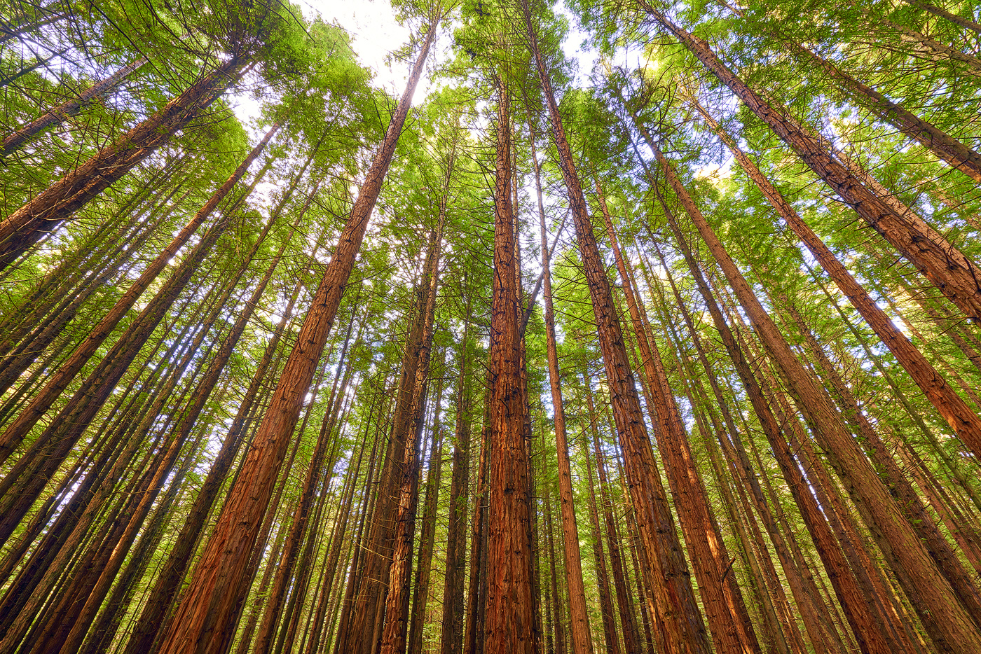 Amongst The Redwoods NZ Landscape Prints for Sale