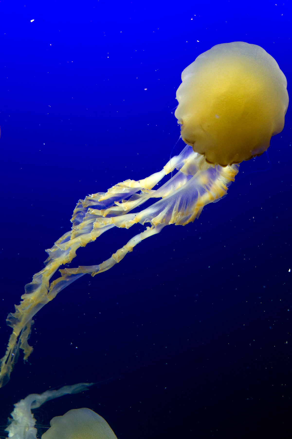 Jellyfish_1 Chris Hill Wildlife Photography