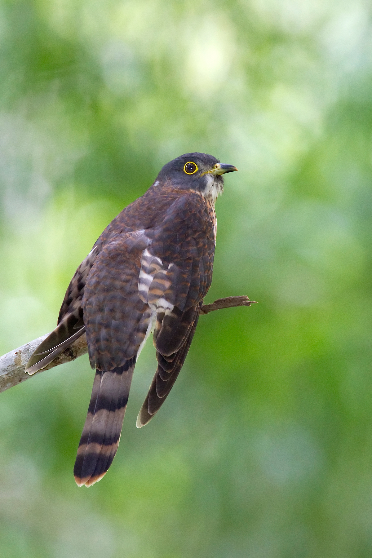 Cuckoo – Chris Hill Wildlife Photography
