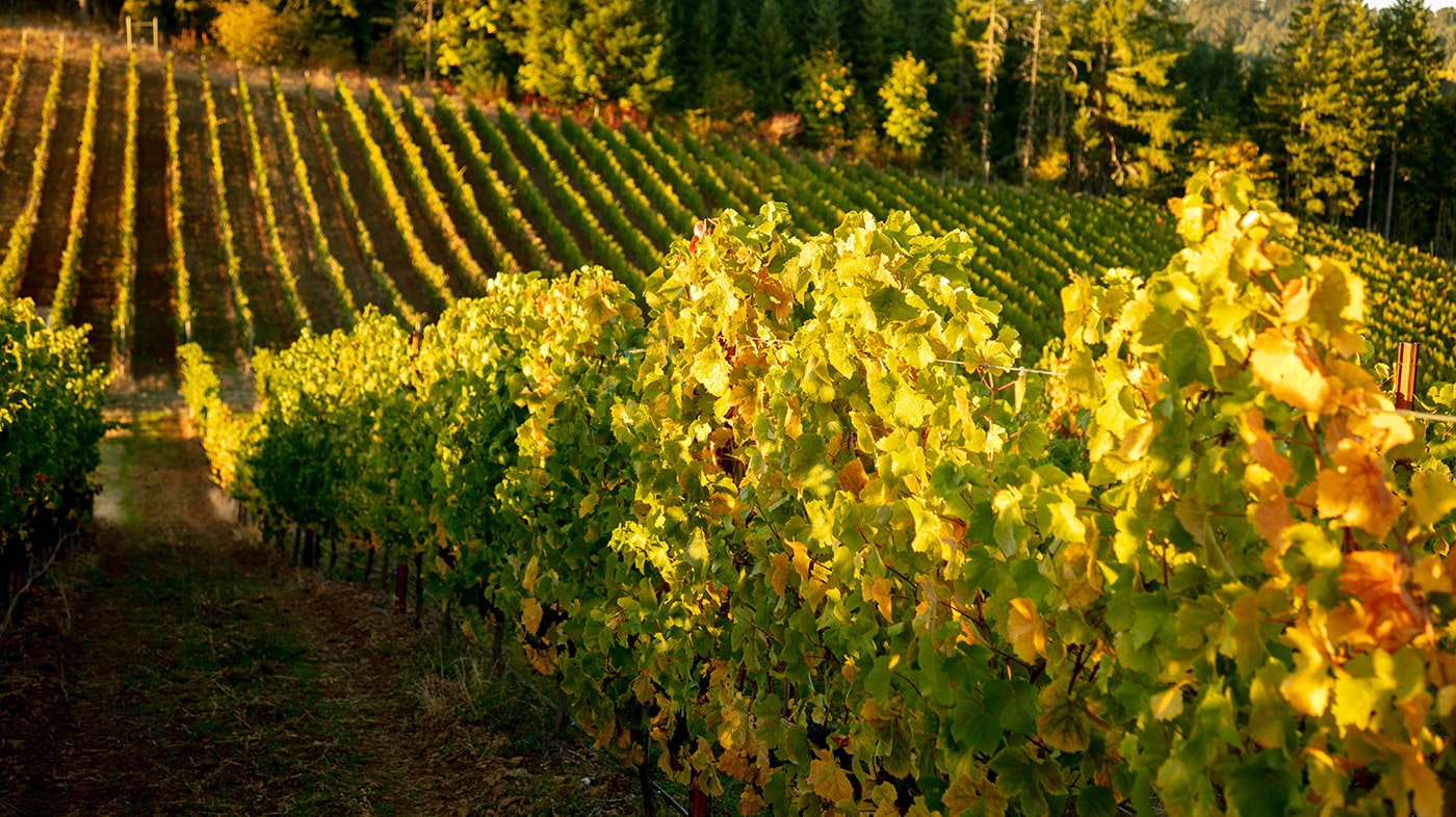 Home Chris James Cellars