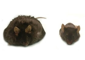 Not All Fat People Get Diabetes, And Not All Diabetics Are Fat