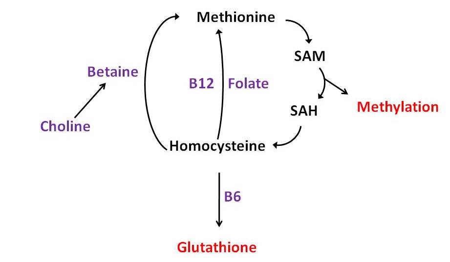 Meeting the Choline Requirement Eggs, Organs, and the Wheat Paradox Chris Masterjohn, PhD