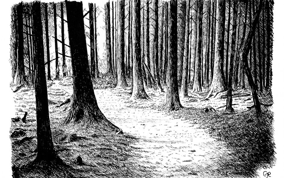 A Shaded Trail in Brechfa Forest Chris Richards Art