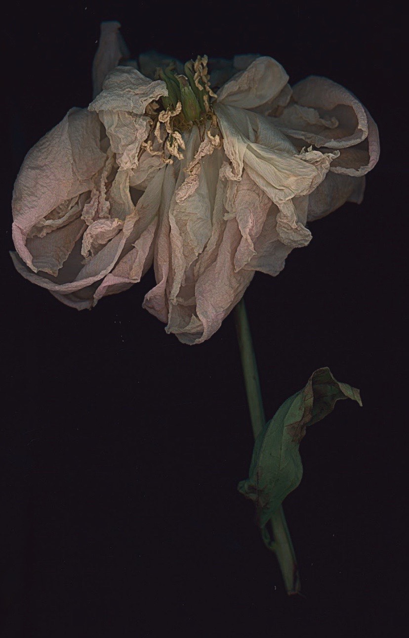 The Joy of Photography with Amy Selwyn Christa Avampato