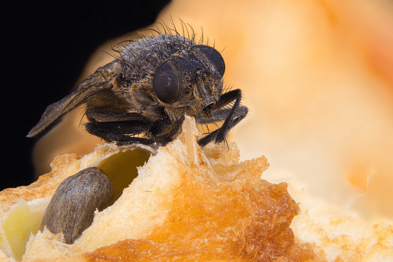 Spiritual Meanings of fruit flies Christian Faith Guide