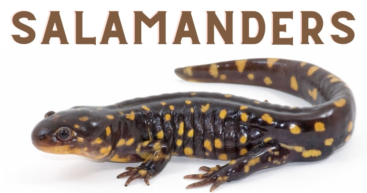 Giant Salamanders