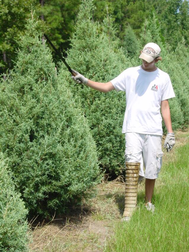 Wadsworth Christmas Tree Farm Christmas Tree Farms in USA