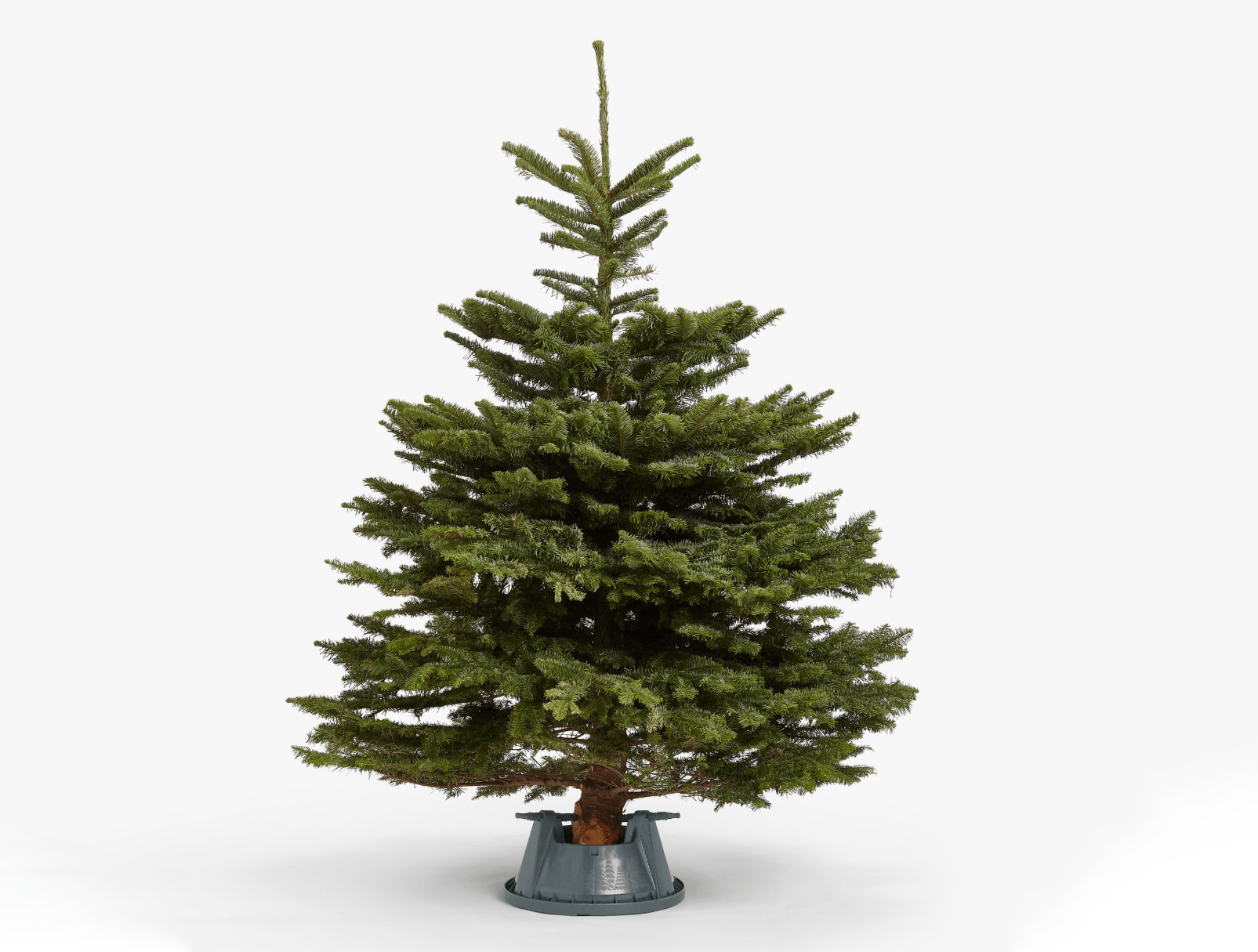 Real Christmas Tree Real Christmas Trees Bromley