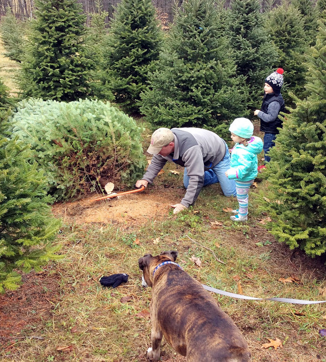 MCTA Member Photos Massachusetts Christmas Tree Association