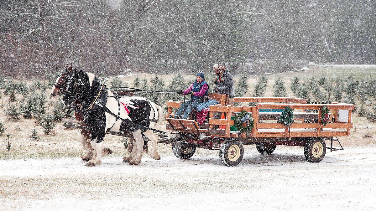 MCTA Member Photos Massachusetts Christmas Tree Association