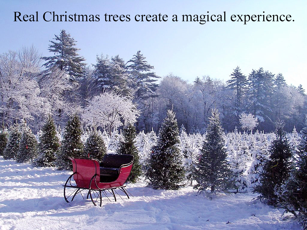 MCTA Member Photos Massachusetts Christmas Tree Association