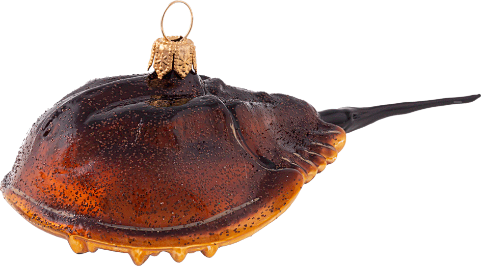 Horseshoe Crab Christmas Magic