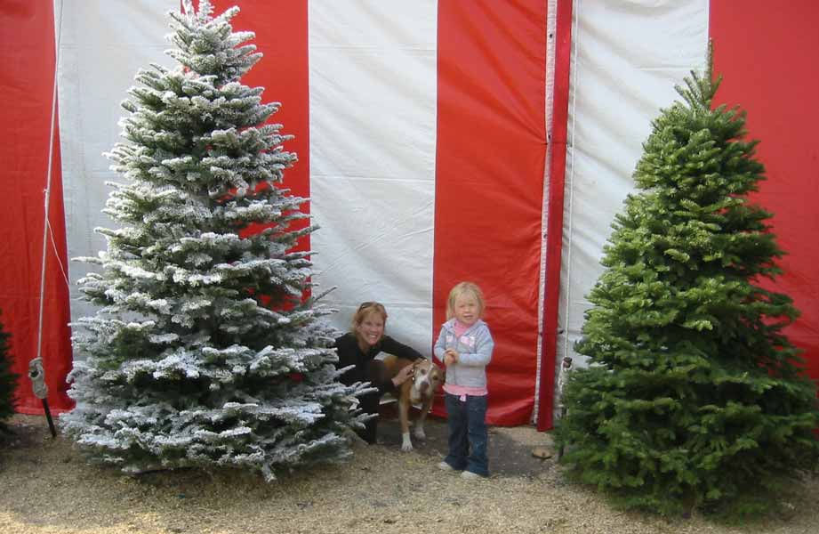 Van Nuys Christmas Tree Lot Christmas Trees by Michael