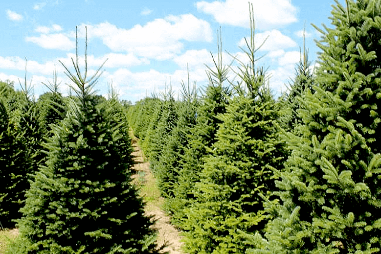 Christmas Tree Transport