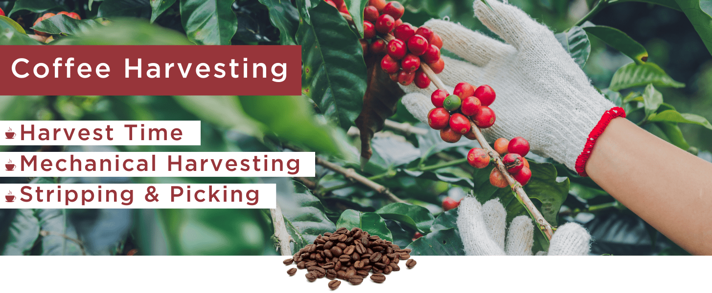 Harvesting Coffee Christopher Bean Coffee