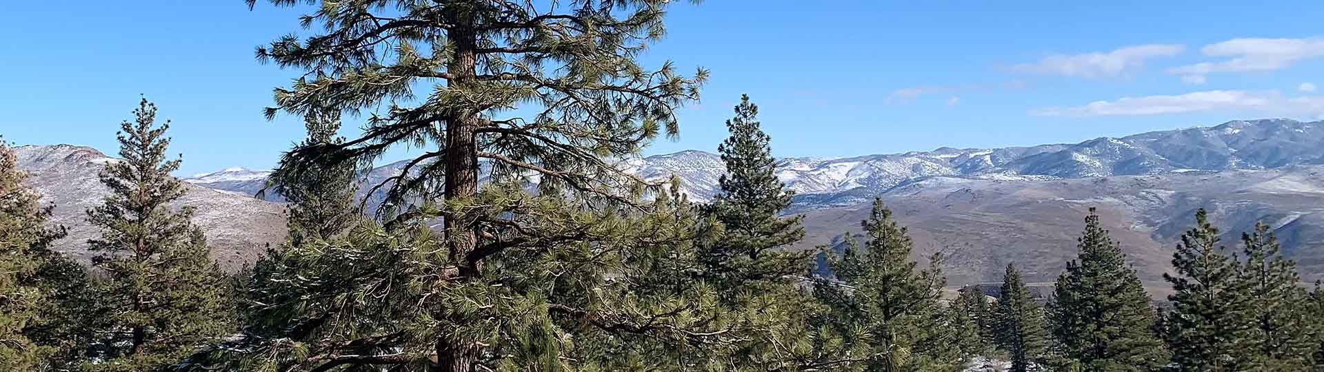 Montreux, Galena Forest, St James Village, Reno Real Estate & Homes for Sale Christy Mayer