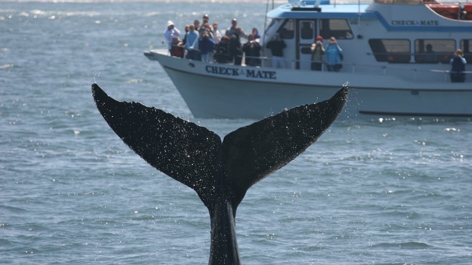 Chris' Whale Watching Monterey, CA