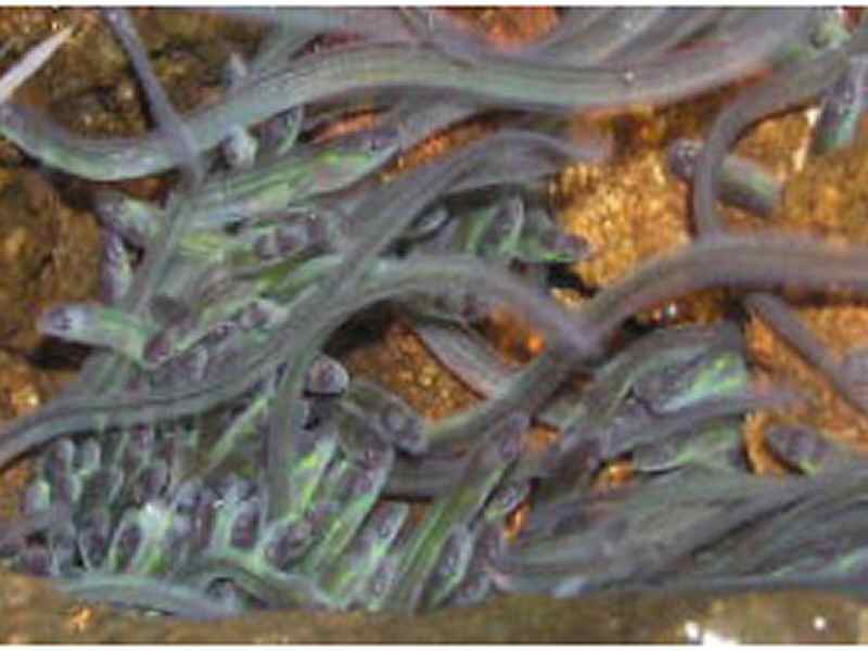 A Frenzy for Glass Eels Chris Woodside