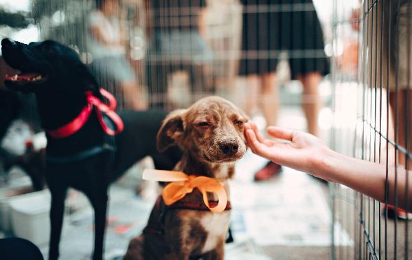Madison County touts pet adoption success at shelter Chronicle Media