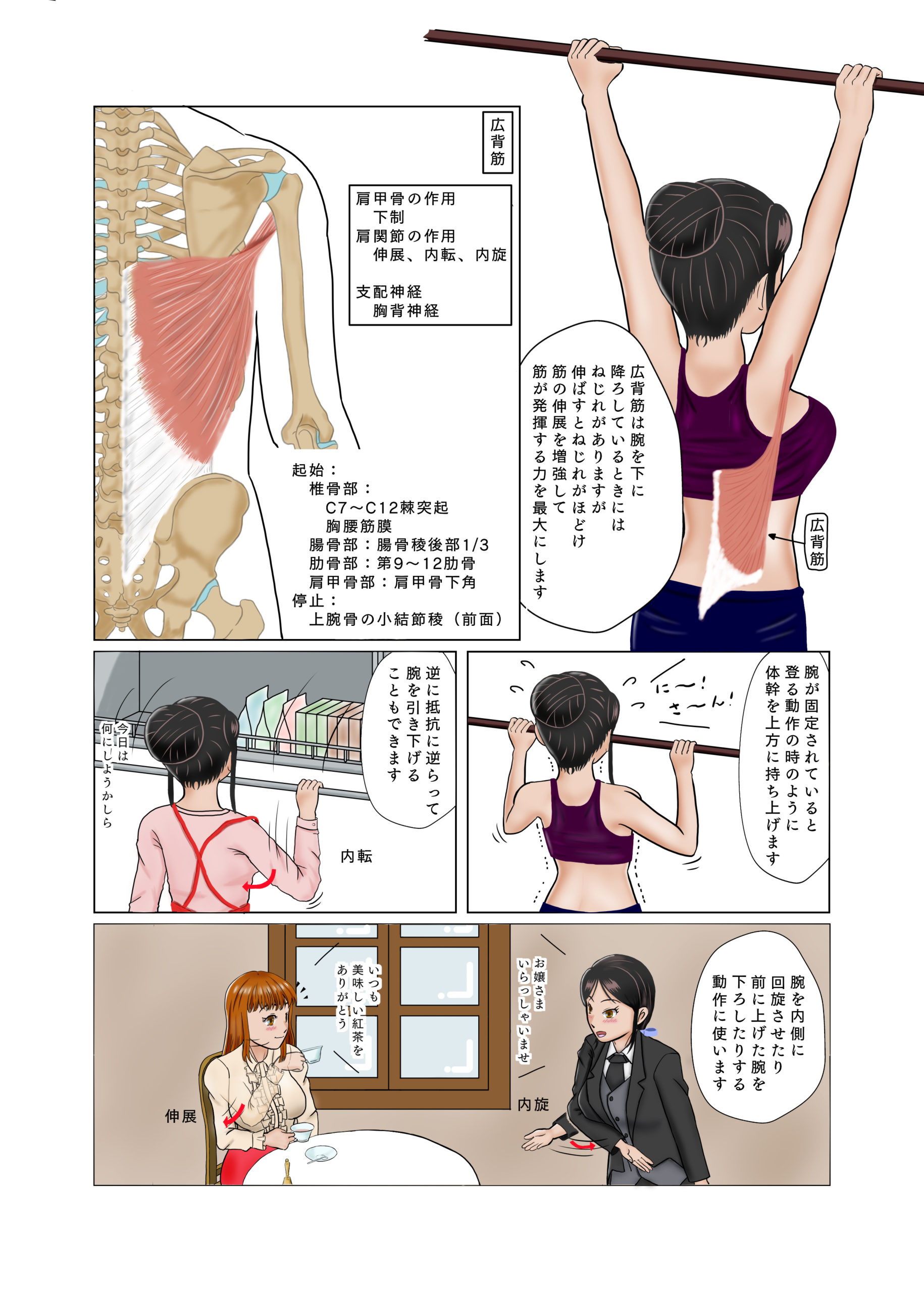 広背筋の作用と役割（起始停止・神経支配・筋トレメニューなどを徹底解剖） パパ筋 広背筋～意外と知らない肩のヒミツ Ｐａｒｔ４ | 名古屋 筋膜リリース専門 くろの療術所